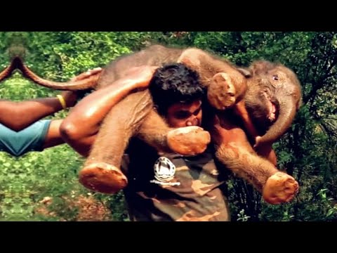 इंसानियत का ये वीडियो देखकर आप रो देंगे ।। heartwarming animal rescues