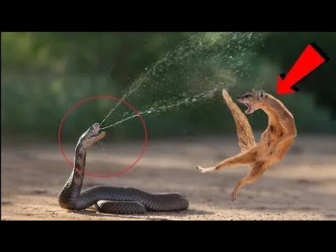 देखिये आखिर नेवला सांप को कैसे हरा देता है | Wild Animal Fights