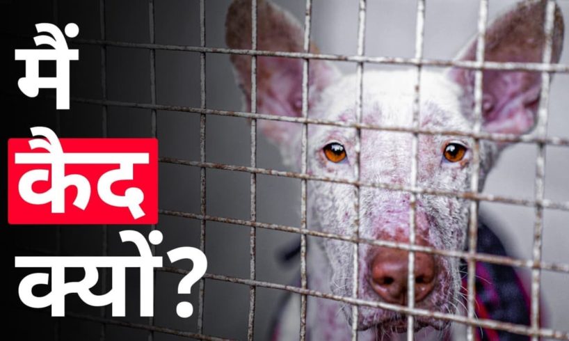 हमें इस Dog को कैद में क्यों रखना पड़ा? |  Animal rescue