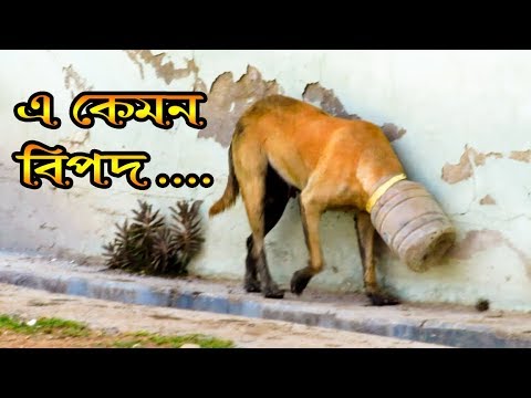 দেখুন কিভাবে প্রানিগুলি মানুষের সাহায্যে আবার জীবন ফিরে পেল || Animal Rescues By Humans