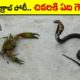 🔵 చివరికి ఏది గెలిచింది | animals fighting each other | wild animals | telugu facts | virinchi facts
