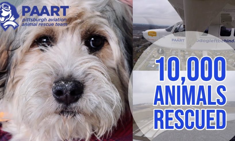 10,000 Animals Rescued: The Pittsburgh Aviation Animal Rescue Team