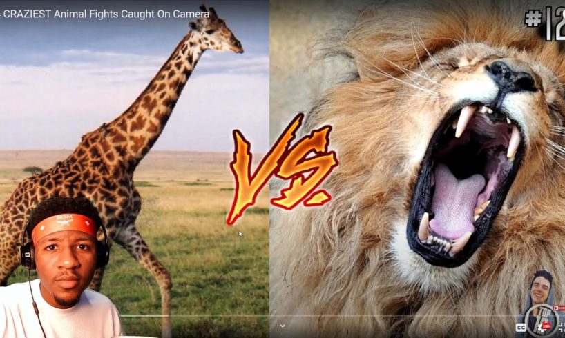 14 Craziest Animal Fights Caught On Camera (Crazy Reaction)