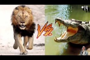 14 great animal fights