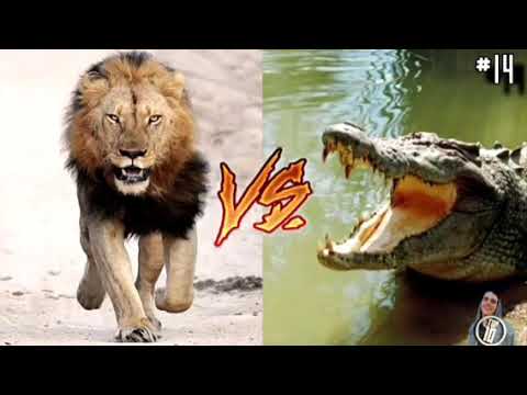 14 great animal fights