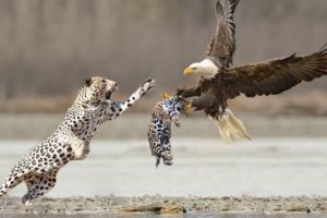 15 Craziest Fights in the Animal Kingdom