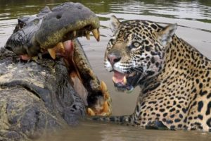 15 Deadly Animal Battles Caught On Camera