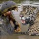 15 Deadly Animal Battles Caught On Camera