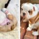 Funny and Cute French Bulldog Puppies Compilation - Cutest French Bulldog #13