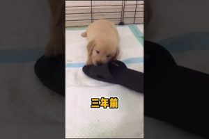 Cute baby animals Videos Compilation of the animals - Cutest Puppies #Animals #Cute #Dogs #Shorts