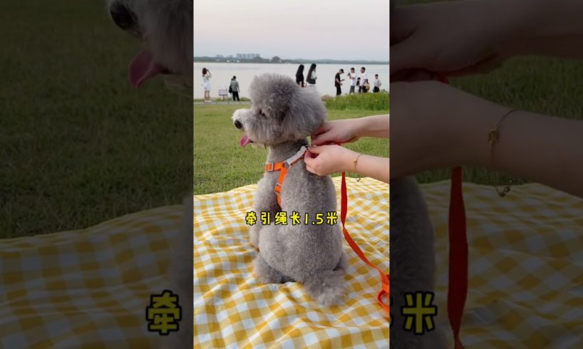 Cutest puppies 🥰 Dogs Are the Best🥰Cute Pomeranian