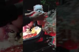 Cute baby animals Videos Compilation of the animals - Cutest Puppies #Animals #Cute #Dogs #Shorts