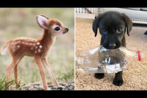 Baby Animals 🔴 30 Minutes of Funny Cats and Dogs Videos 2021 Perros y Gatos Recopilación #16