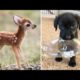 Baby Animals 🔴 30 Minutes of Funny Cats and Dogs Videos 2021 Perros y Gatos Recopilación #16