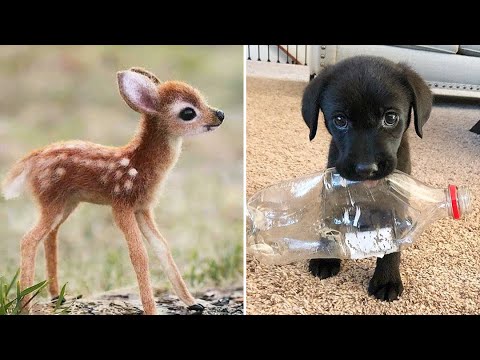 Baby Animals 🔴 30 Minutes of Funny Cats and Dogs Videos 2021 Perros y Gatos Recopilación #16