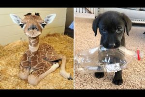 Baby Animals 🔴 30 Minutes of Funny Cats and Dogs Videos 2021 Perros y Gatos Recopilación #17