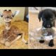 Baby Animals 🔴 30 Minutes of Funny Cats and Dogs Videos 2021 Perros y Gatos Recopilación #17