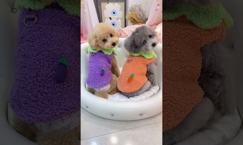 Cutest puppies 🥰 Dogs Are the Best🥰Cute Pomeranian