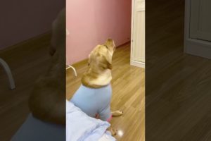 Cutest puppies and funniest animals. Funny & Cute TikTok Animal Compilation 🐶#Dogs #Funny #short