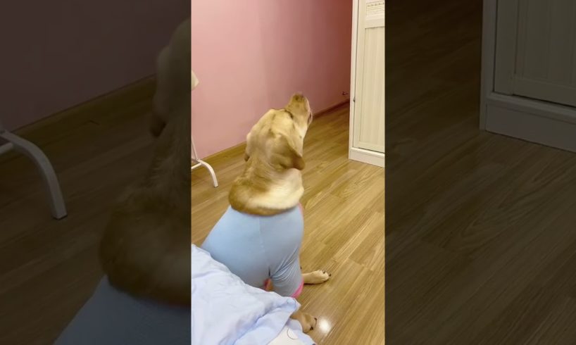 Cutest puppies and funniest animals. Funny & Cute TikTok Animal Compilation 馃惗#Dogs #Funny #short