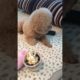 Cutest puppies 🥰 Dogs Are the Best🥰Cute Pomeranian