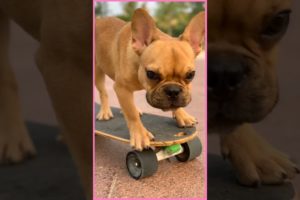 Cutest puppies and funniest animals. Funny & Cute TikTok Animal Compilation 🐶#Dogs #Funny #short