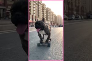 Cutest puppies and funniest animals. Funny & Cute TikTok Animal Compilation 🐶#Dogs #Funny #short