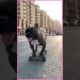 Cutest puppies and funniest animals. Funny & Cute TikTok Animal Compilation 🐶#Dogs #Funny #short