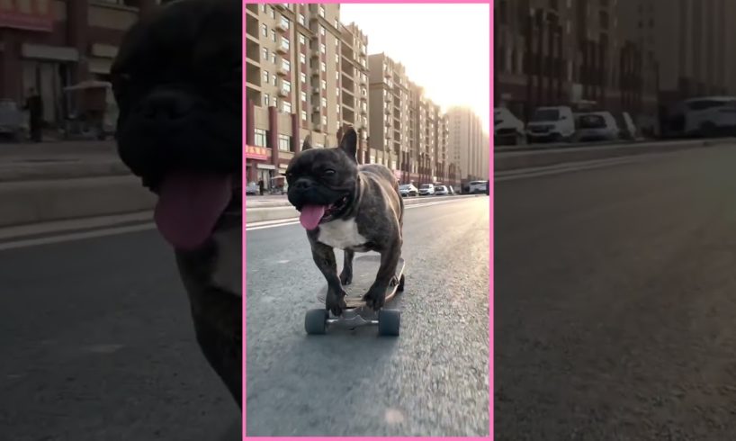 Cutest puppies and funniest animals. Funny & Cute TikTok Animal Compilation 🐶#Dogs #Funny #short