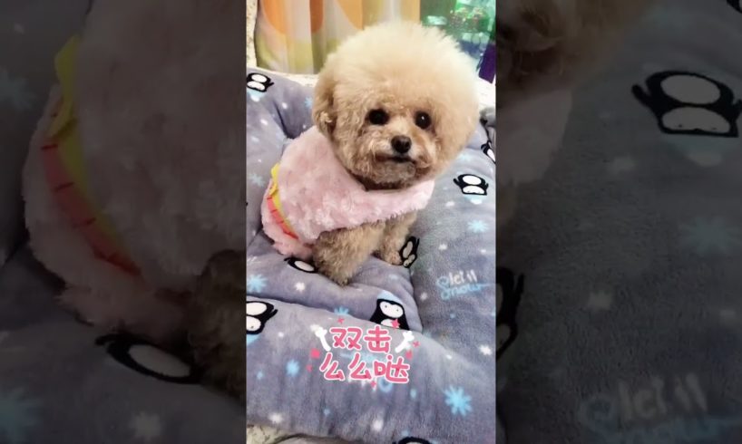 Cutest puppies 🥰 Dogs Are the Best🥰Cute Pomeranian