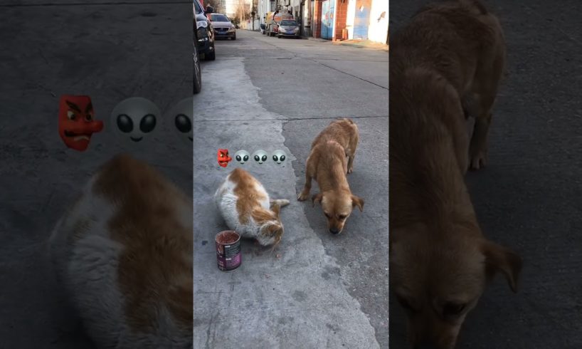 Daily Compilation For Rescue Homeless Dogs and Cats, By Animals Hobbi 1598
