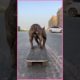 Cutest puppies and funniest animals. Funny & Cute TikTok Animal Compilation 🐶#Dogs #Funny #short