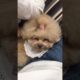 Cutest puppies 🥰 Dogs Are the Best🥰Cute Pomeranian