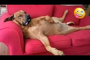 Funniest Dogs And Cats Ever 🐧 - Best Funny Animal Videos Of The 2021