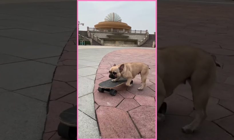 Cutest puppies and funniest animals. Funny & Cute TikTok Animal Compilation 🐶#Dogs #Funny #short