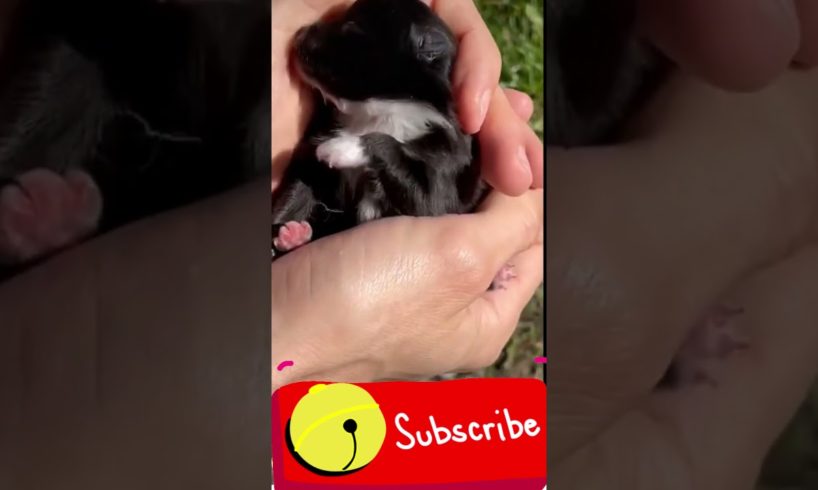 Cute Puppies Compilation || Cutest Golden Retriever ๐ Funniest Animals ๐ง ๐ง๐๐ #shorts