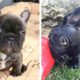 Funny and Cute French Bulldog Puppies Compilation - Cutest French Bulldog #22