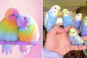 Baby Animals 🔴 Funny Parrots and Cute Birds Compilation (2021) Loros Adorables Recopilación #20