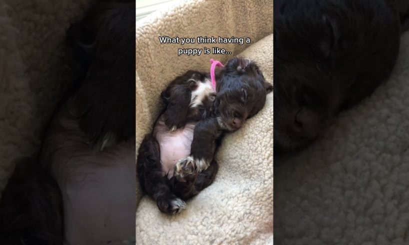 The cutest puppies in the world 😍 #puppies #cutepuppies #shorts