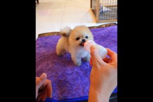 🐕 Smart Dog Video 2021 #short  cutest puppies city,cutest puppies in the world  #   774