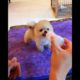 🐕 Smart Dog Video 2021 #short  cutest puppies city,cutest puppies in the world  #   774