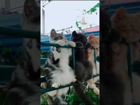 🐕 Smart Dog Video 2021 #short  cutest puppies city,cutest puppies in the world  #   751