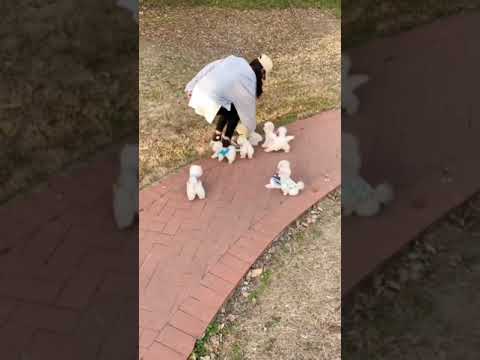 🐕 Smart Dog Video 2021 #short cutest puppies city,cutest puppies in the world # 776