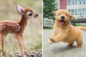 Baby Animals 馃敶 30 Minutes of Funny Cats and Dogs Videos 2021 Perros y Gatos Recopilaci贸n #19