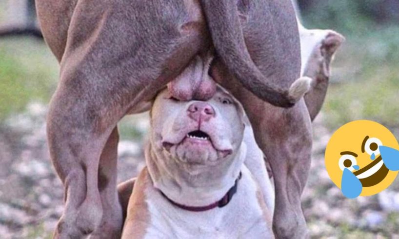 Funniest Dogs And Cats Ever 🐧 - Best Funny Animal Videos Of The 2021