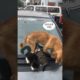 Daily Compilation  For Rescue Homeless Dogs and Cats, By Animals Hobbi 1620