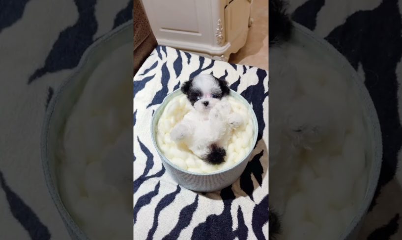 Cutest puppies 🥰 Dogs Are the Best🥰Cute Pomeranian