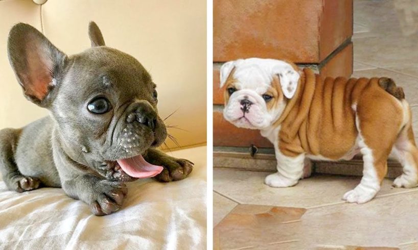 Funny and Cute French Bulldog Puppies Compilation - Cutest French Bulldog #26