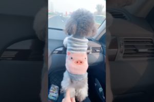 Cute Puppies Doing Funny Things, Cutest Puppies in Tiktok 2022 #Short2990