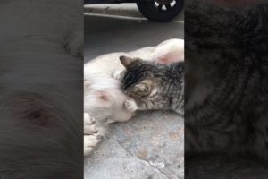 Daily Compilation  For Rescue Homeless Dogs and Cats, By Animals Hobbi 1603